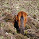 raya mulo asturcón caballo Asturias